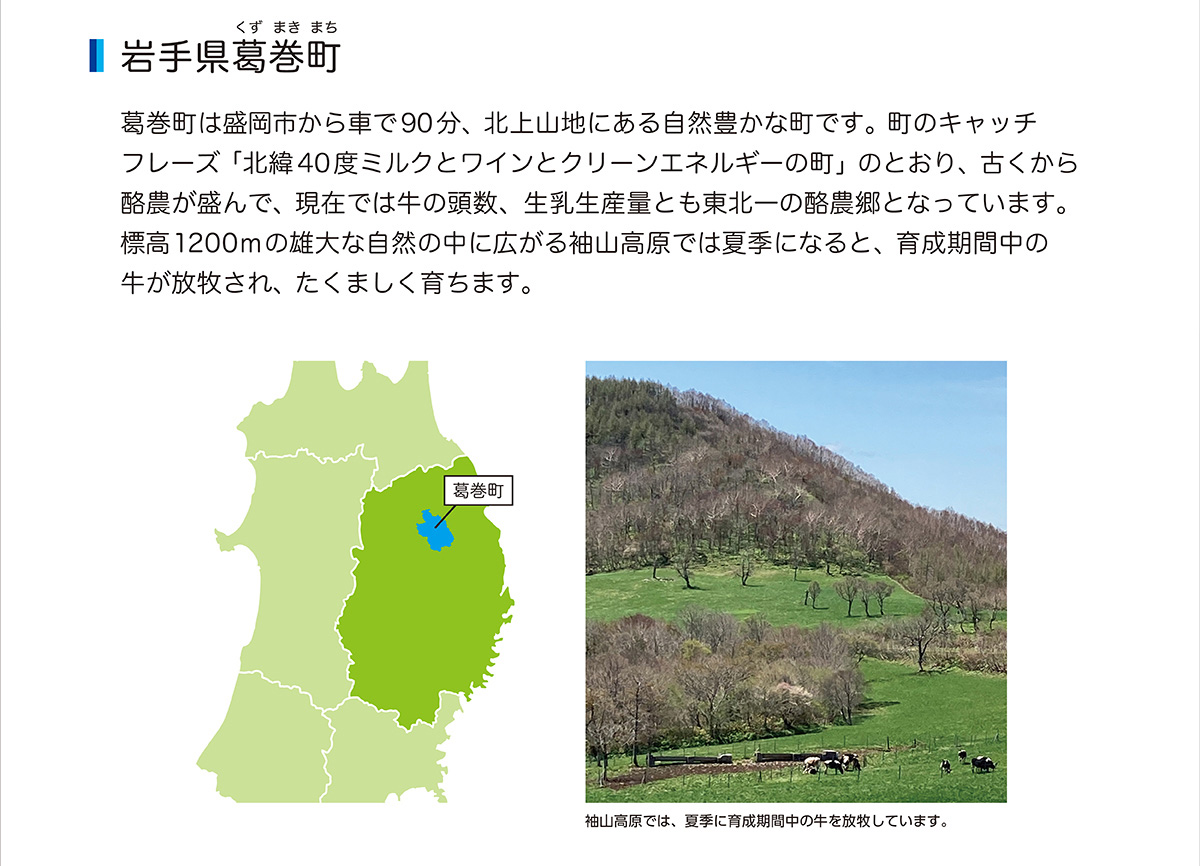 岩手県葛巻町　葛巻町は盛岡市から車で90分、北上山地にある自然豊かな町です。町のキャッチフレーズ「北緯40度ミルクとワインとクリーンエネルギーの町」のとおり、古くから酪農が盛んで、現在では牛の頭数、生乳生産量とも東北一の酪農郷となっています。標高1200mの雄大な自然の中に広がる袖山高原では夏季になると、育成期間中の牛が放牧され、たくましく育ちます。