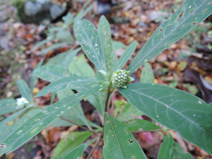 一昨年前に植えたミツマタ