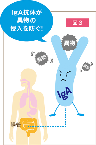 図３ lgA抗体が花粉の侵入を防ぐ！