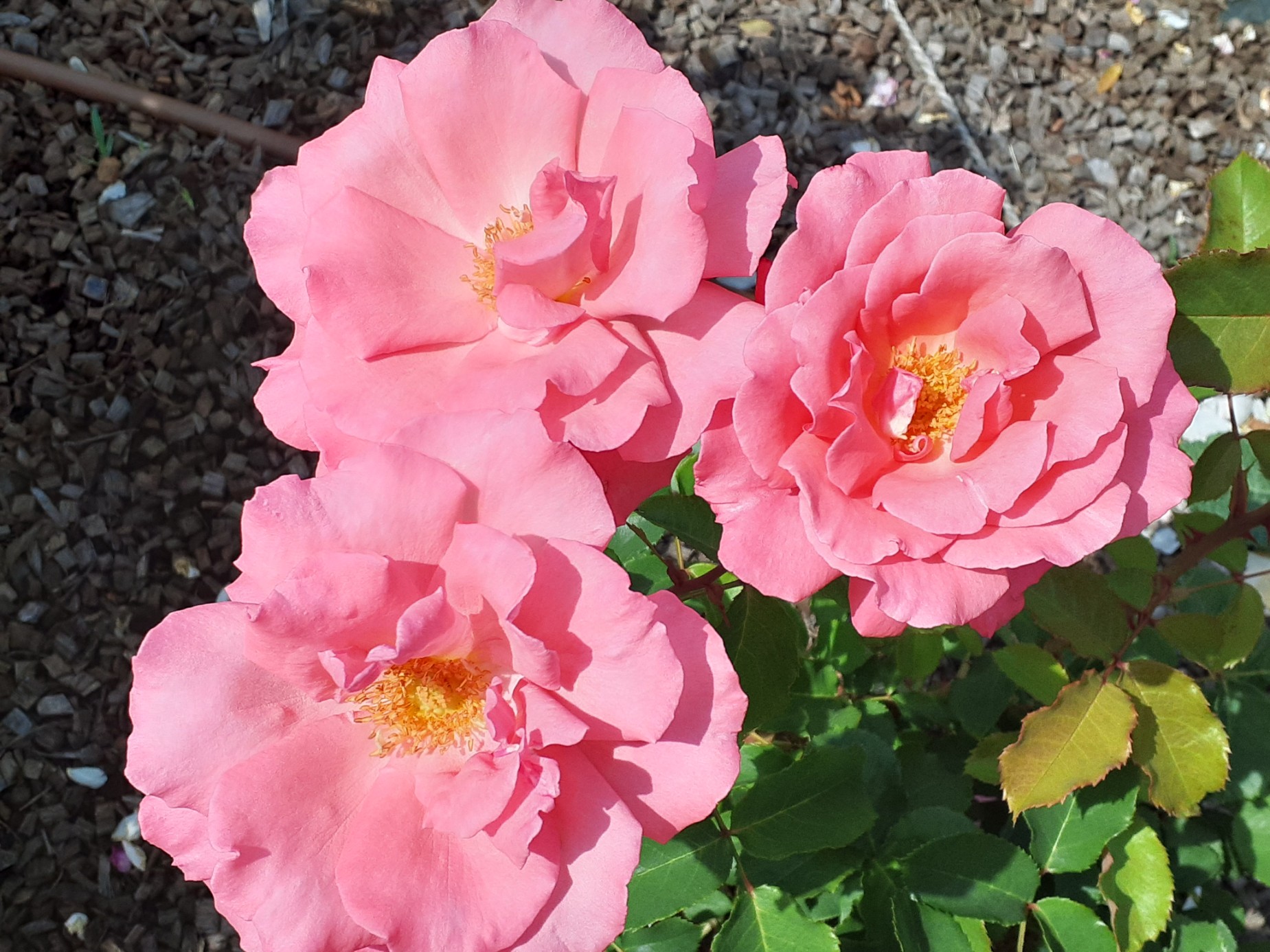 バラ園ギャラリー | タカナシ乳業株式会社