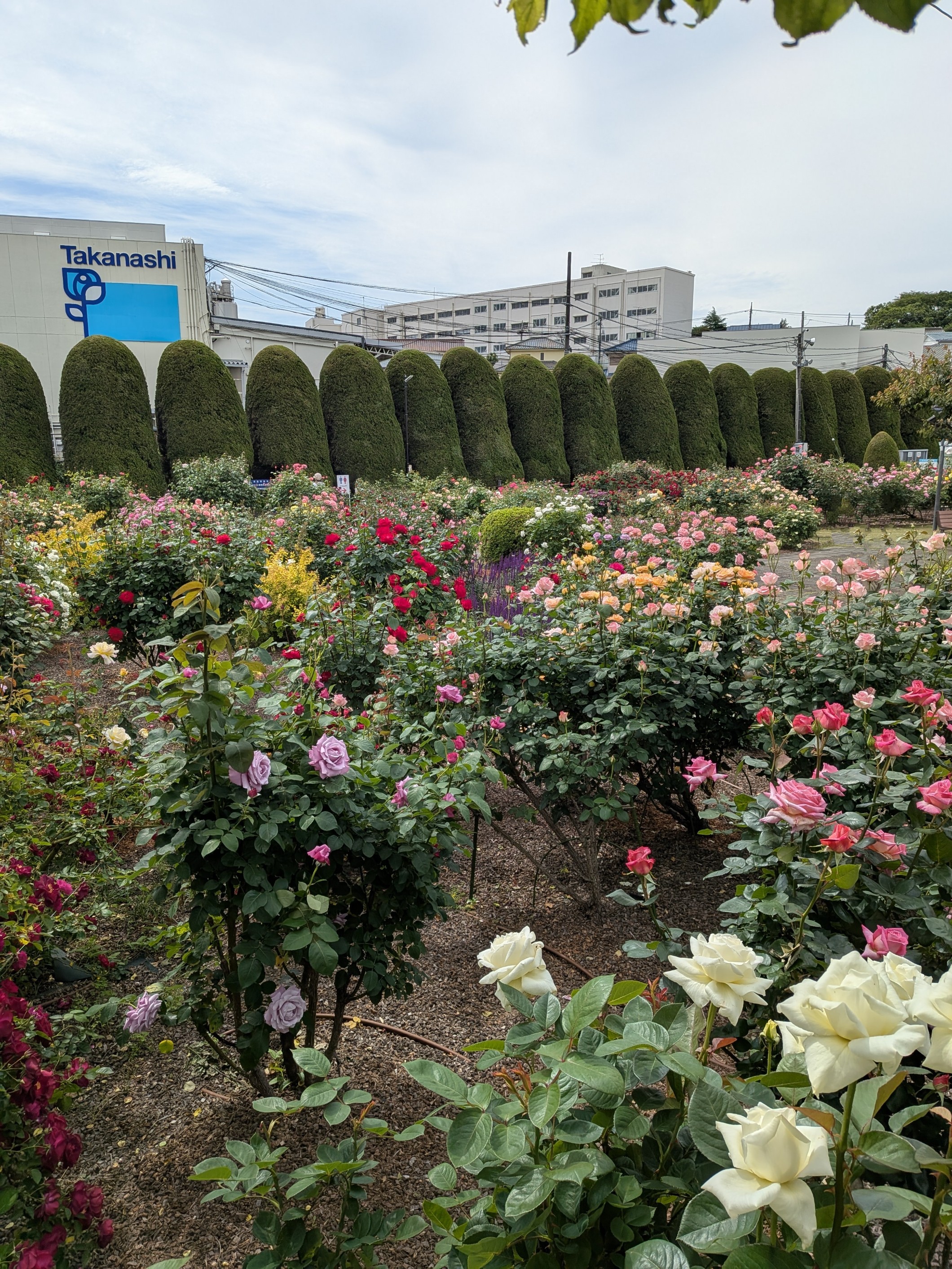 バラ園ブログ バラの開花情報 | タカナシ乳業株式会社