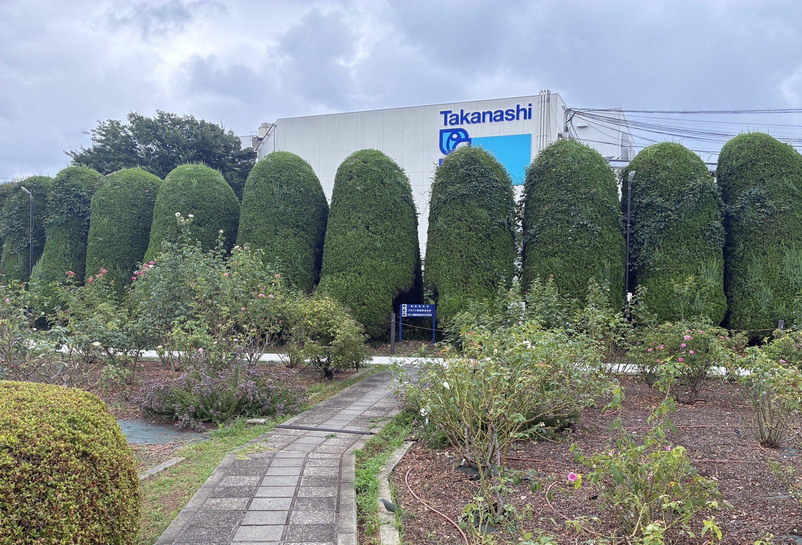 バラ園の様子