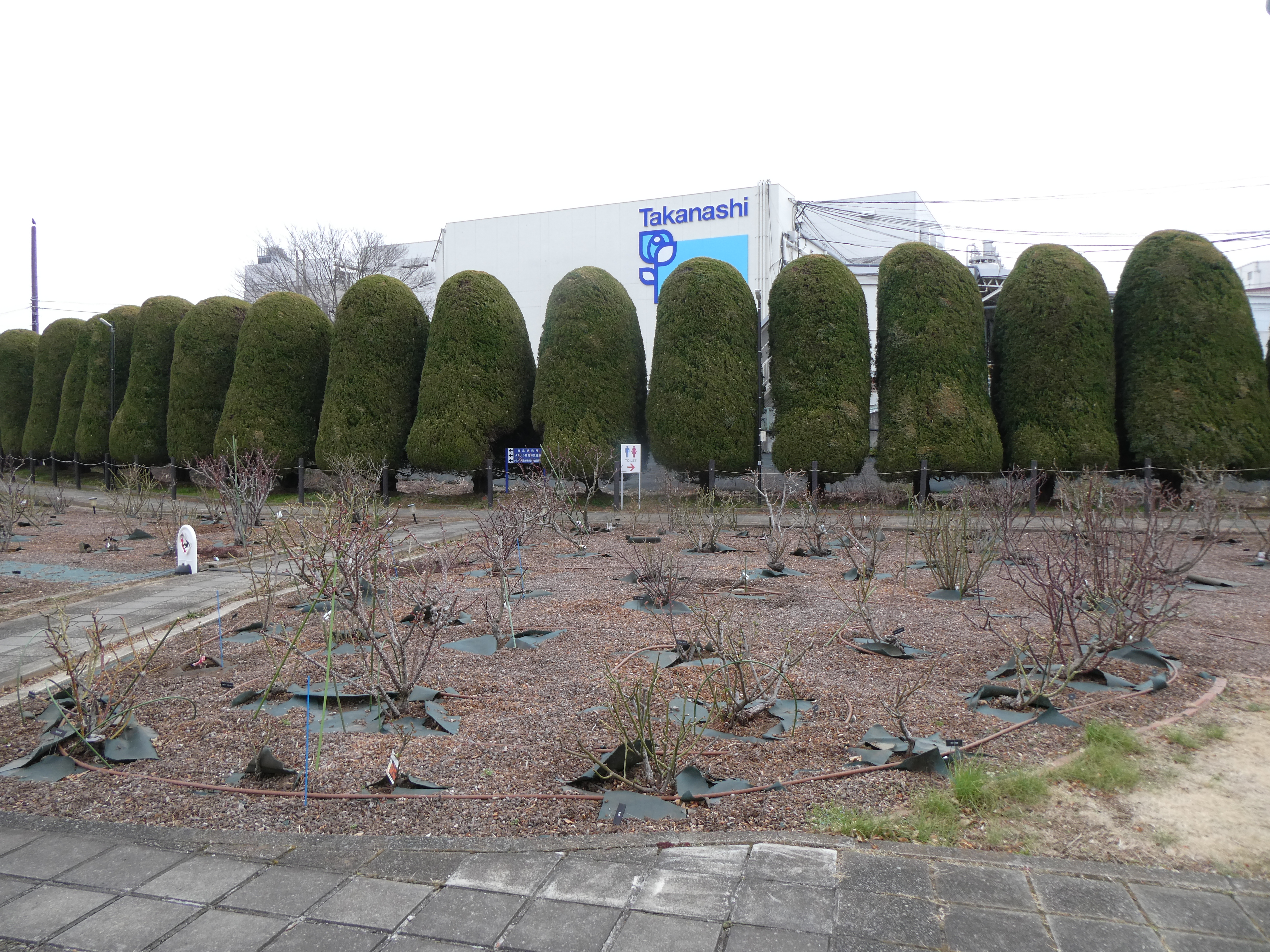 バラ園の様子