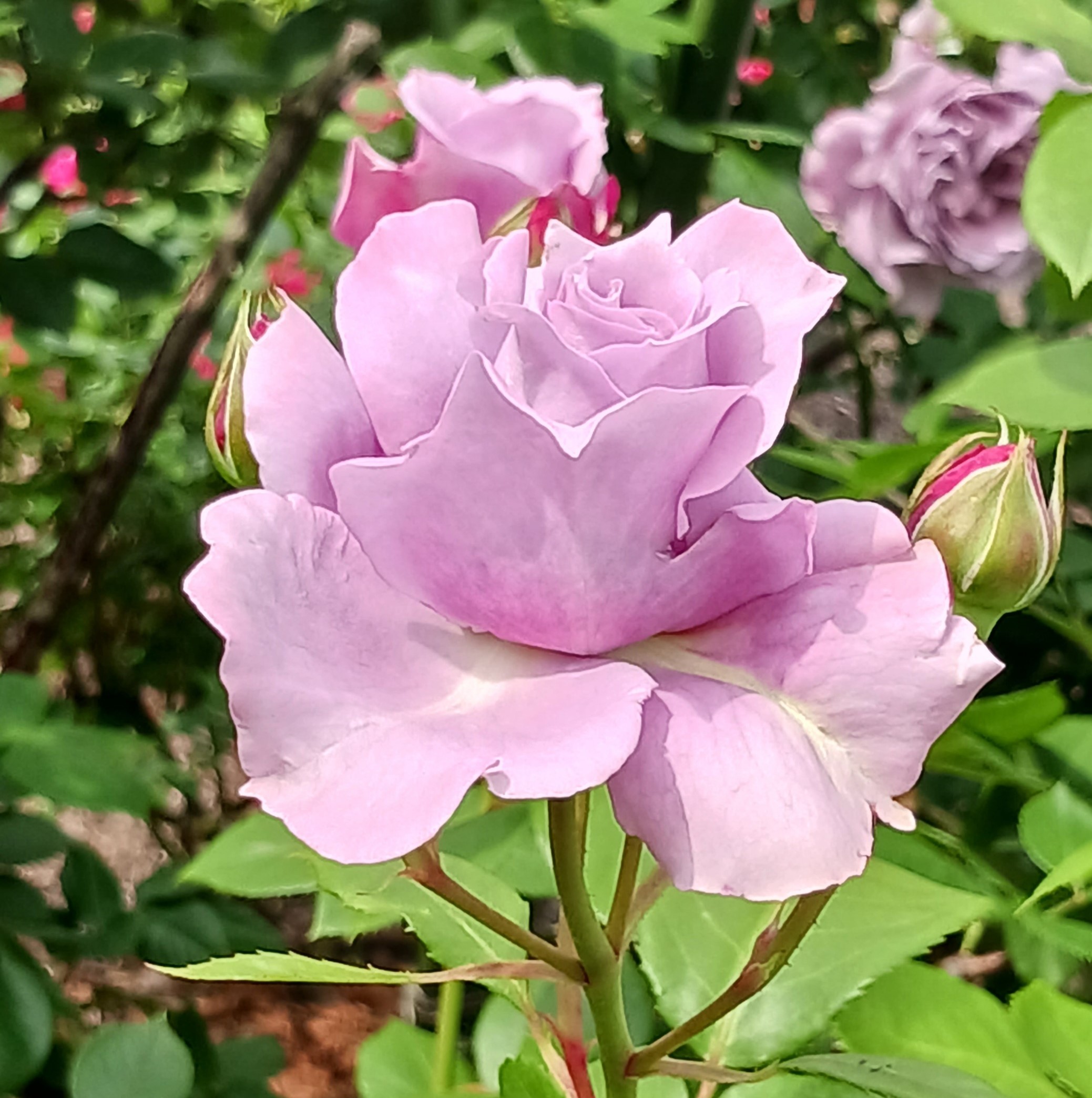 菜の花様ご確認ページ mflowerコラボ】押し花 さくら 啓翁桜 正面向き 横向き 10枚入り