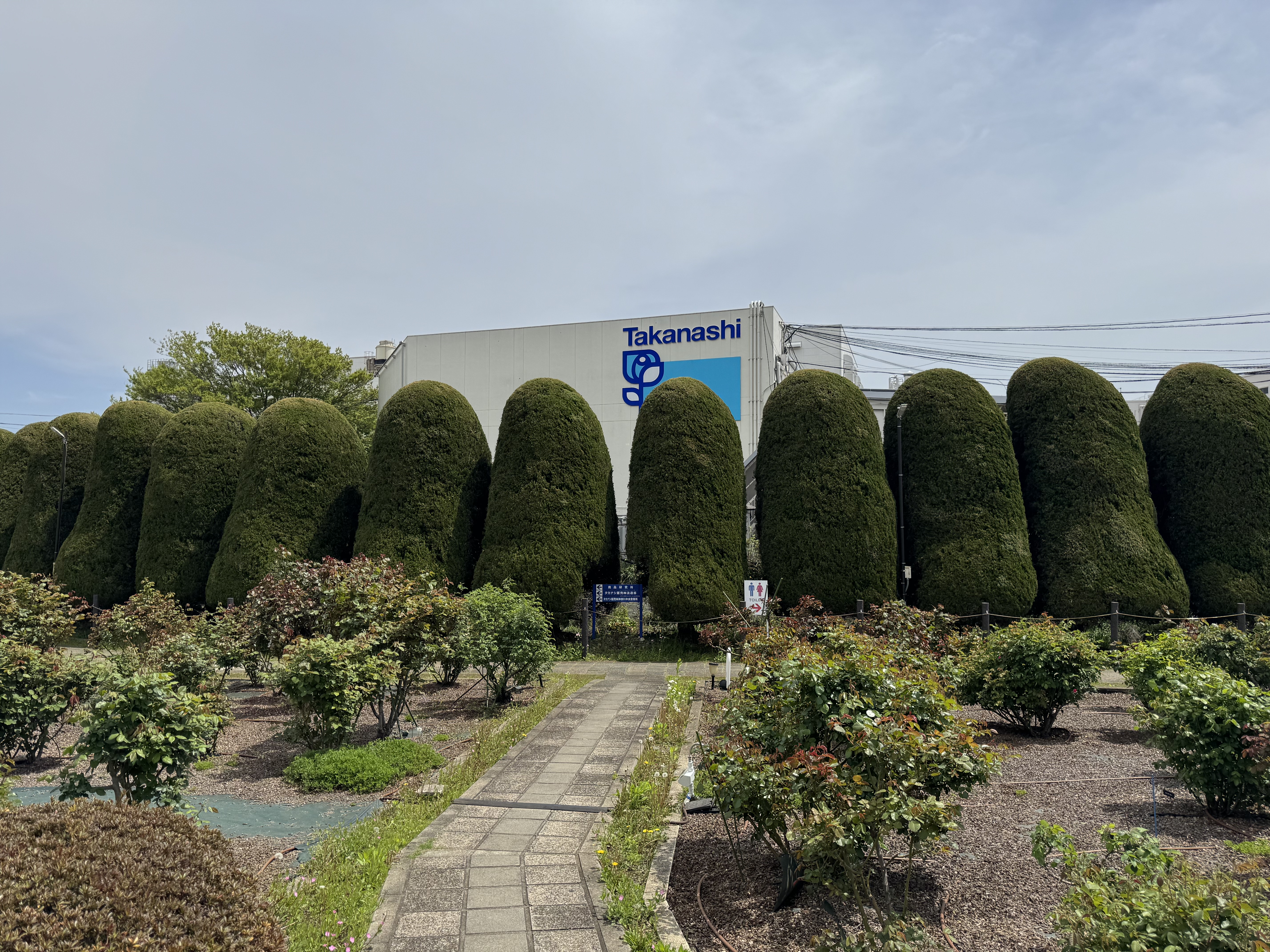 バラ園ブログ | タカナシ乳業株式会社